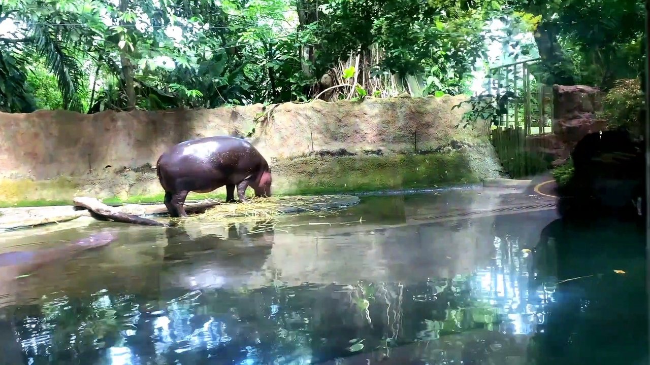 Animals video