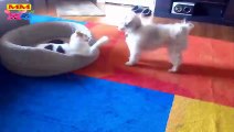 أفضل فيديو كوميدي جديد قطط وكلاب مضحكة اللعب ، ما الذي يتم؟