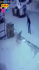 إنقاذ كلب من الموت المحقق - شاهد رد فعله اللطيف