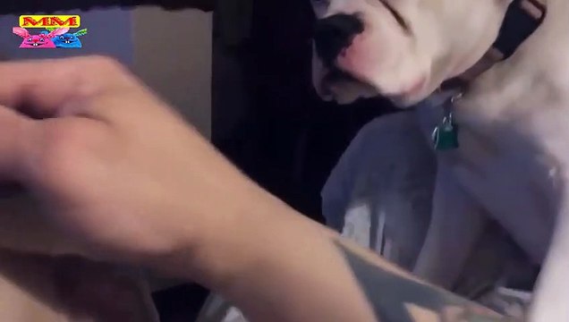 اللعب مع الكلاب عائلات القطط والكلاب ما الذي يتم؟