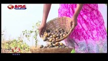 Tribals Earns Huge Profit With Tuniki Fruit In Summer Season _ Adilabad _ V6 Weekend Teenmaar