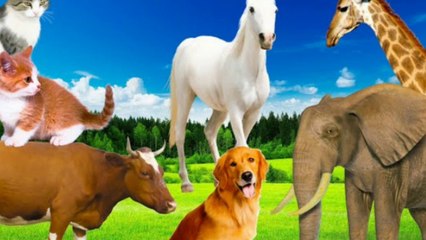 Download Video: wild animals With Sounds, Elephants, dogs, horses, cows, cats goats