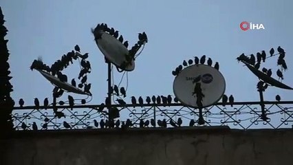 O anlar böyle kaydedildi! Gökyüzünde sığırcık dansı