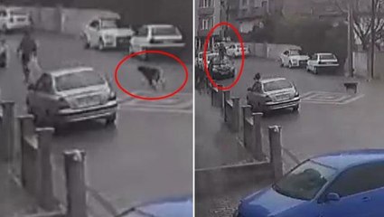 Kırşehir'de başıboş köpeklerin saldırısına uğrayan çocuk yaralanarak hastaneye kaldırıldı