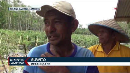 Cuaca Ekstrem! Belasan Hektar Cabai Gagal Panen