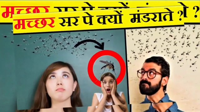 मच्छर हमारे सर पर क्यों मंडराते हैं / do you know why hover over our heads / Why Mosquitoes Hover Upon Head /#video #viralvideo #mosquito