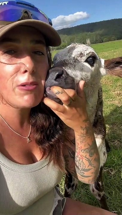 Newborn Calf Follows Woman Around Pasture