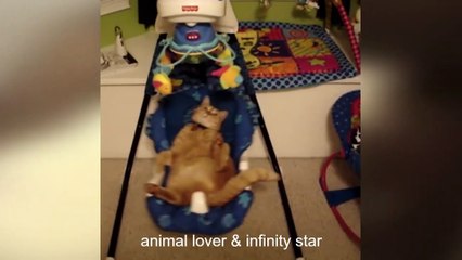 Cat And Dog Video | Animals Funny Video | Dog And Cat fighting | Animal Lover & Infinity Star