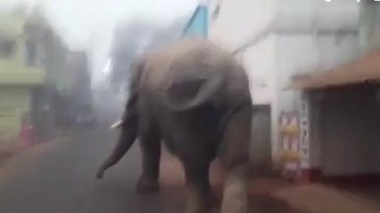 ঝাড়গ্রাম:জঙ্গল ছেড়ে শহরের রাস্তায় হাতি!দেখুন ভিডিও