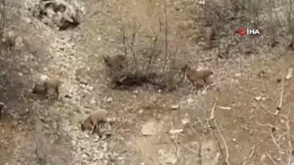 Karakoçan'da dağ keçileri sürü halinde görüntülendi