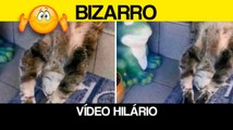 Vídeo hilário: gato bate recorde mundial de posição mais bizarra para dormir