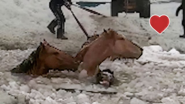 Farmers Rescue Horses From Drowning in Frozen Lake || Heartsome