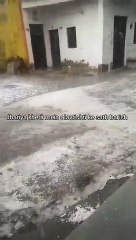 बेमौसम बारिश व ओलो ने अन्नदाताओं के अरमानों पर फेरा पानी