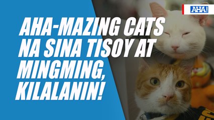 AHA-mazing cats na sina Tisoy at Mingming, kilalanin! | AHA!