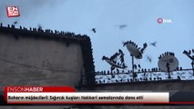 Baharın müjdecileri! Sığırcık kuşları Hakkari semalarında dans etti