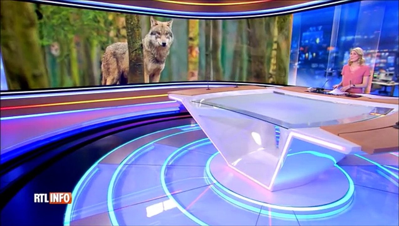 Tout porte à croire à une véritable attaque de loup la louve