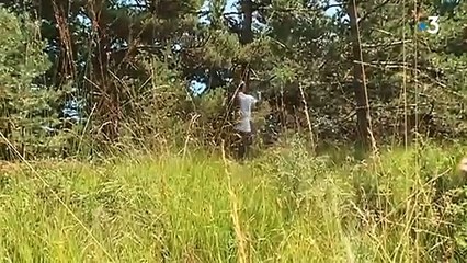 Tuer un hybride de loup n à rien d illégale non protégé par la convention de ...