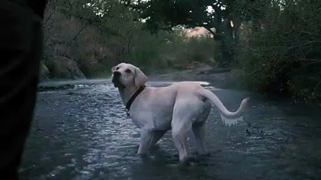 dog-catches-a-ball-in-a-river