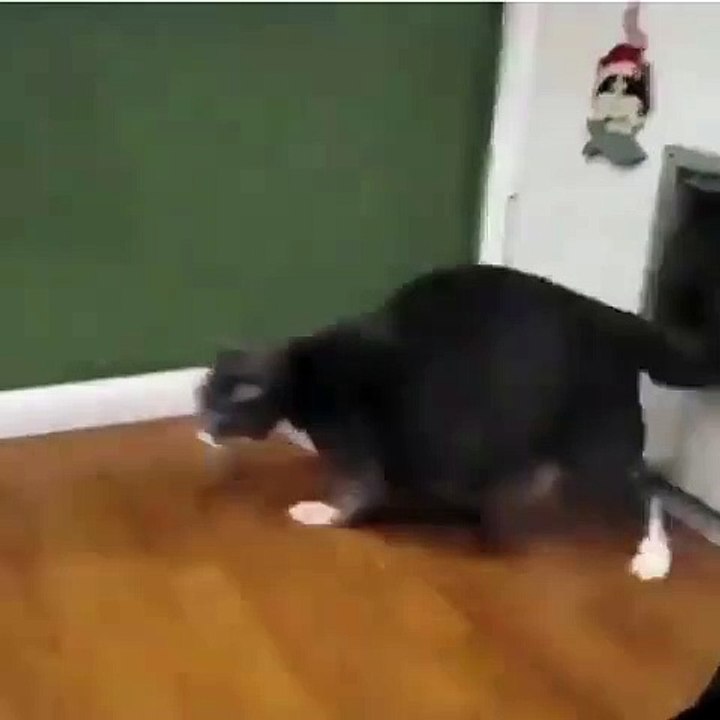 The Funny Fatty  cat 