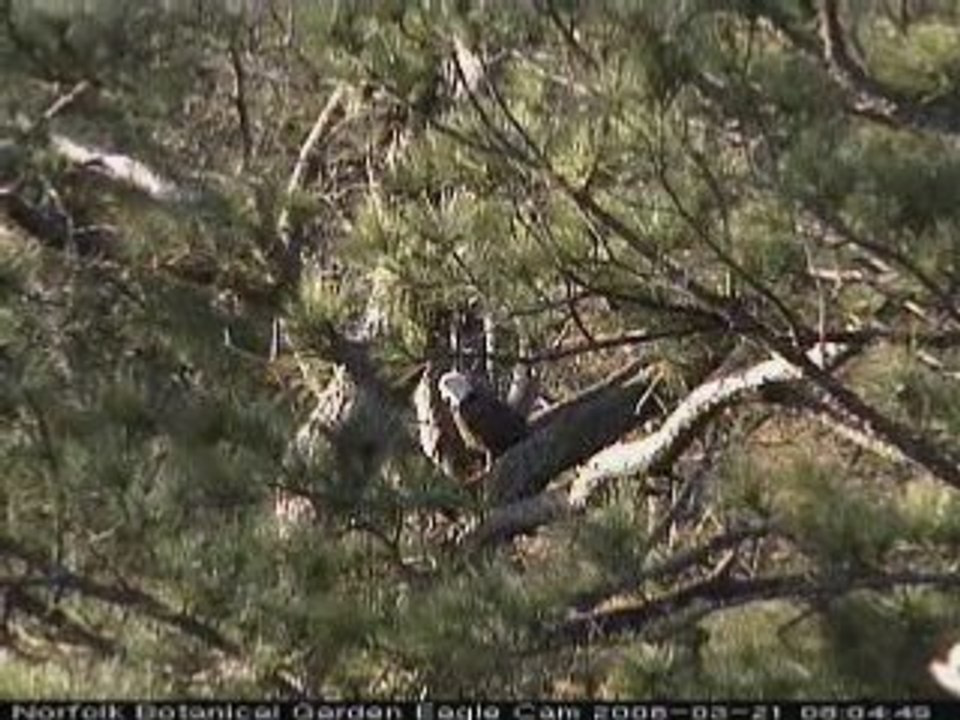3-21-08~Possibly Other Nest~3.48min.
