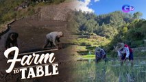 A tour of the culture and different farms of Barlig | Farm To Table