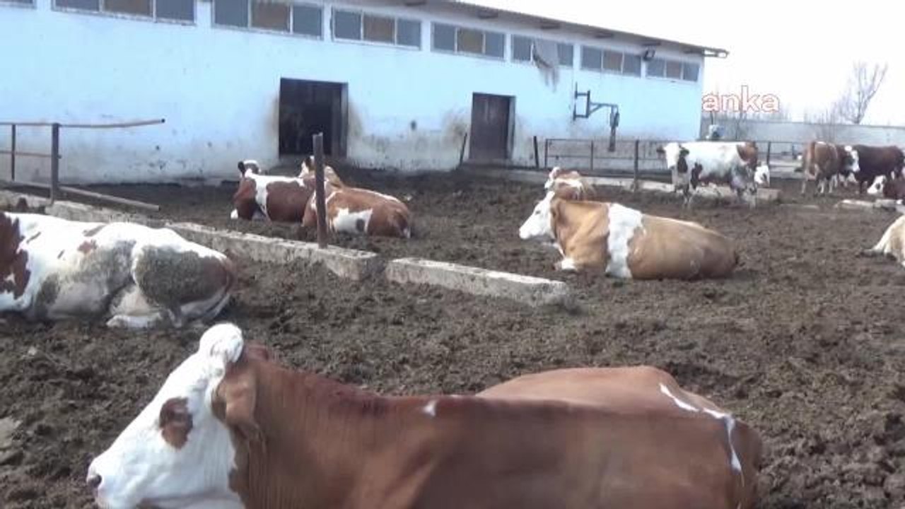 Iğdırlı Kasap: Vatandaş Et Alamıyor. Kemik Alıyor, Kemiği Kaynatıp Suyunu Çoluk Çocuğuna Yediriyor