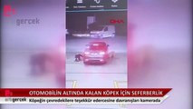 Otomobilin altında kalan köpeği kurtarma seferberliği