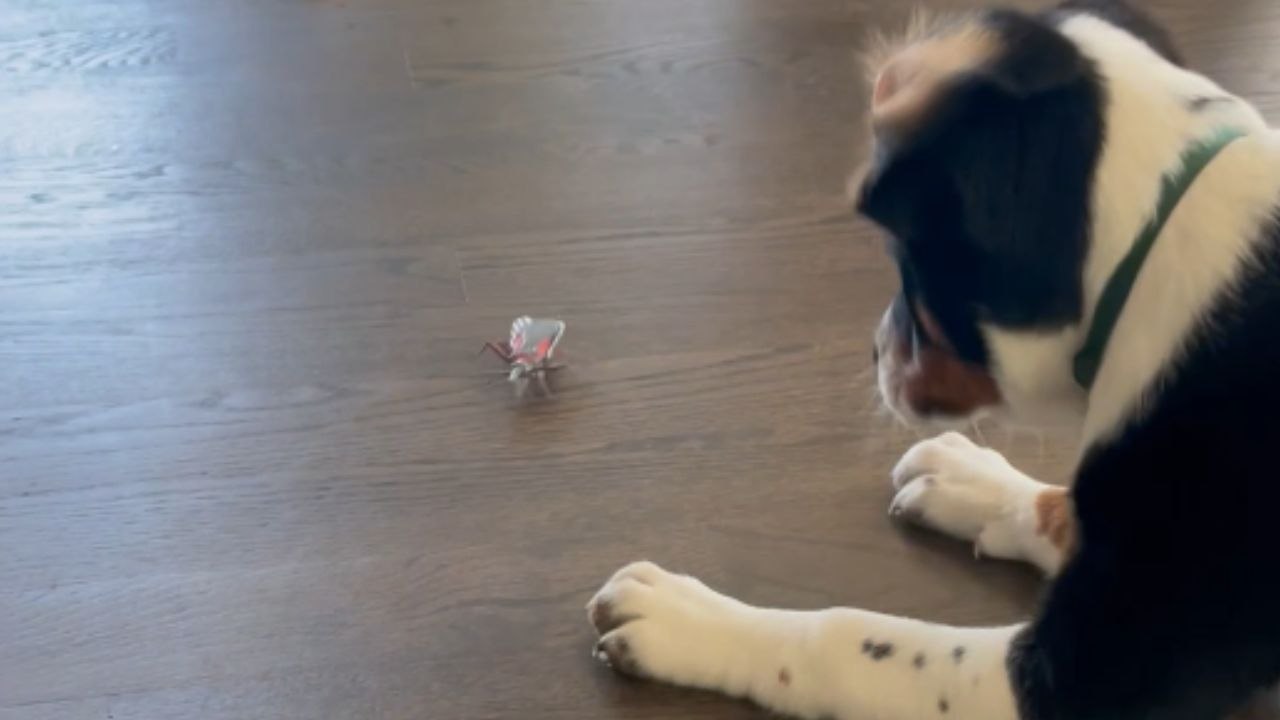 Scaredy dog keeps 'Bugging' out while playing with her new toy