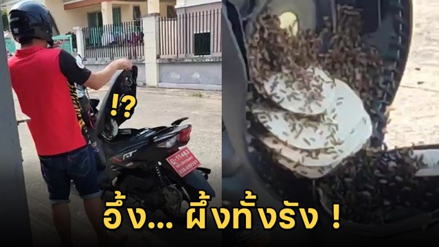 อึ้ง ! ใต้เบาะ จยย. ป้ายแดง เปิดมาเสียววาบ ผึ้งทำรังพรึ่บ แห่ตีเลขงวดนี้