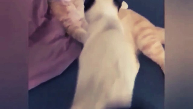 Funniest Animals 2023 - Funny Cats And Dogs 2023 Video - 06 - Funniest Cats And Dogs Video 2023