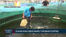 Melihat Kolam Budidaya Ikan Gabus dengan Memanfaatkan IOT