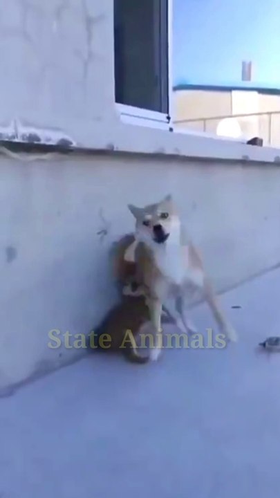 Funny Dog And Baby Dog Reaction Video|Viral Video|Baby Dog Funny Video #Funnyanimals#Funnydog