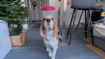 Cool Beagle totally outclasses DC League of Super-Pets with her tremendous balancing skills