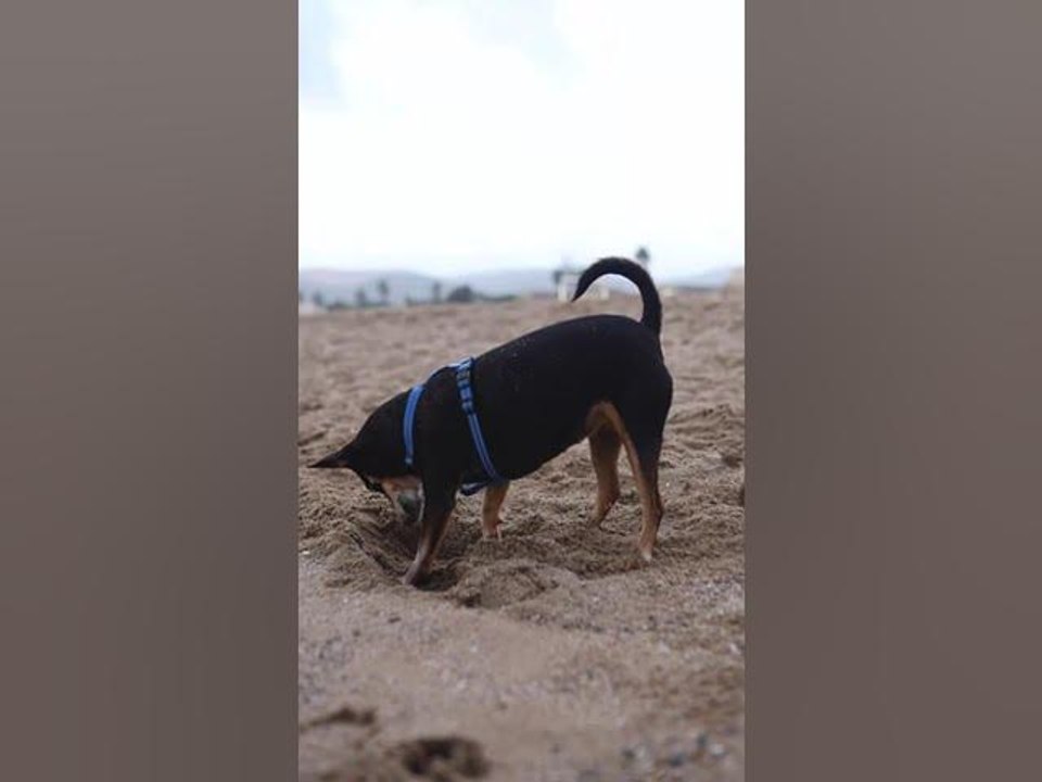 Faits choquants sur les chiens
