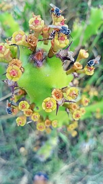 Amezing Nature videos