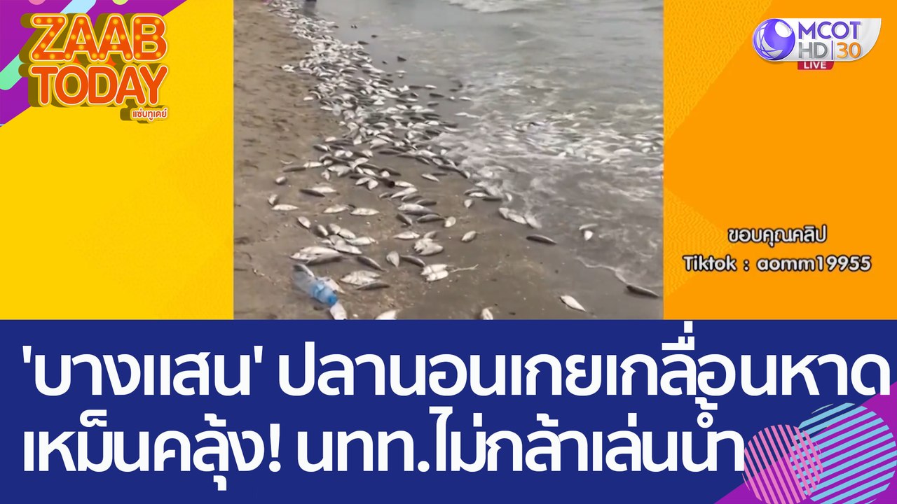 'บางแสน' ปลานอนเกยเกลื่อนหาด เหม็นคลุ้ง!  นทท....