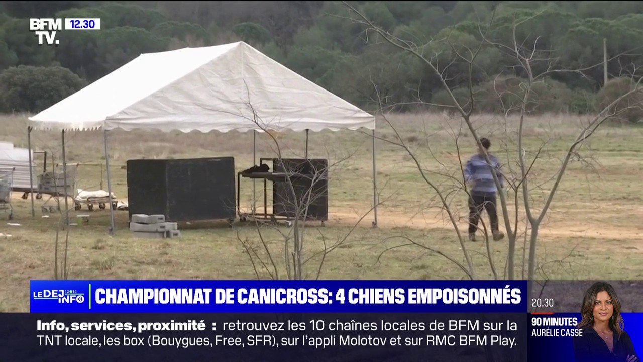 Quatre chiens empoisonnés au championnat de Fra...
