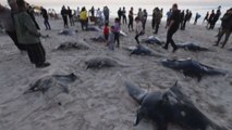 Strage di mante giganti spiaggiate sul litorale di Gaza City