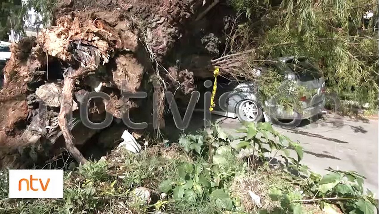 [Video] Así quedó un vehículo luego de que enorme árbol le cayera encima