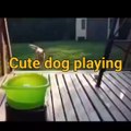 Cute dog playing with cricket  ball
