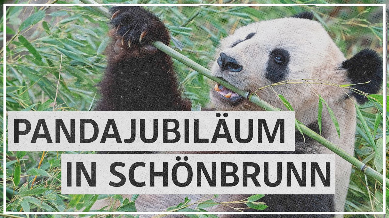 Jubiläum: Seit 20 Jahren leben Pandas im Tiergarten Schönbrunn