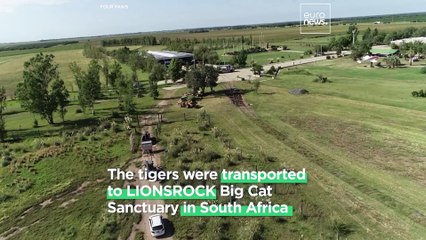 Family of big cats are now living a ‘tiger-worthy life’ after 15 years inside a train carriage