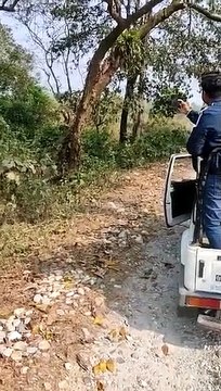 Rhino mom attacks and topples open jeep full of tourists at Bengal's Jaldapara National Park, clip goes viral