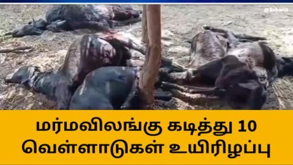 மேட்டுர்: மர்ம விலங்கு கடித்ததில் 10 வெள்ளாடுகள் பலி!