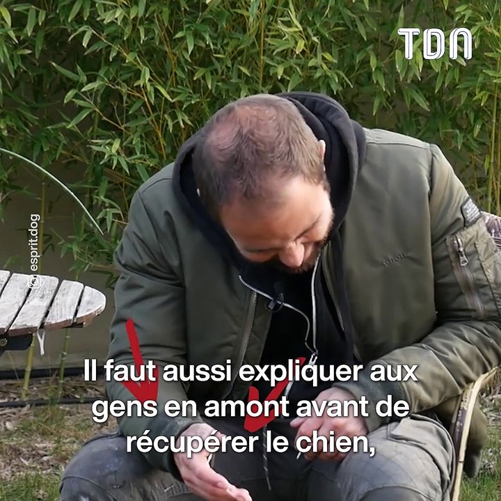 Maltraitance animale, attaques de chiens, des experts canins expliquent l'explosion de ces phénomènes