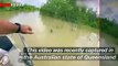 Baby Kangaroo Joey Rescued From Crocodiles in Australian Floodwaters