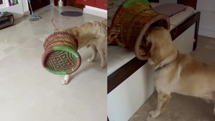 This dog has no idea how HILARIOUS it looks right now!