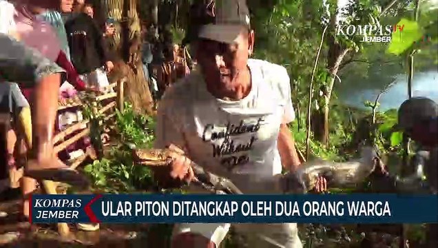 Memangsa Ternak, Ular Piton Sepanjang 4 Meter Ditangkap Warga