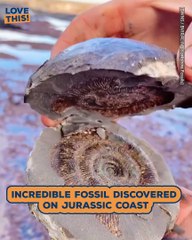 Dino-mite Discovery: Person Finds Rare Jurassic Ammonite Fossil!