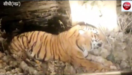 sidhi: ongoing treatment of injured tiger T-22